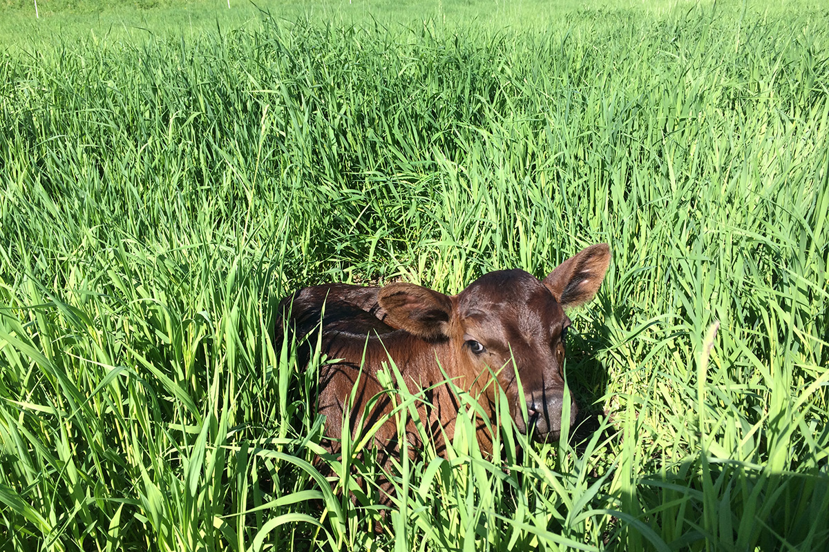 Baby calf on grass