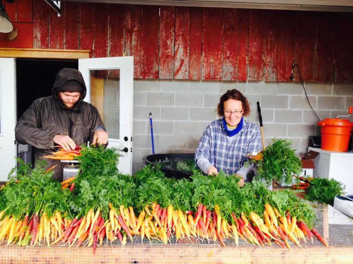 Washing and Weighing Heirloom Carrots